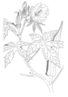 Okra