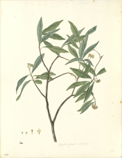 Ilustración de Acacia huarango