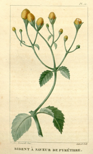 Ilustración botánica de Acmella oleracea