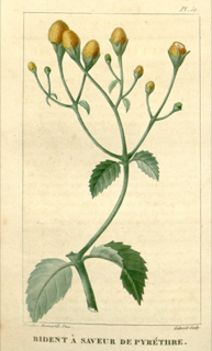 Ilustración de Jambú