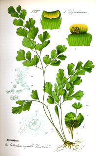Ilustración de Culantrillo