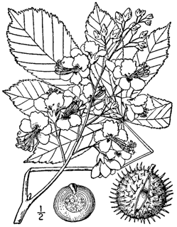 Ilustración de Aesculus hippocastanum