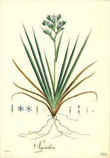 Ilustración de Agave azul