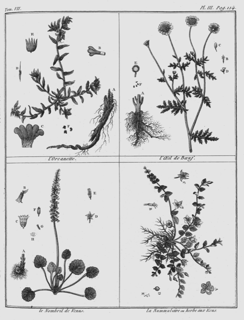Ilustración botánica de Alkanna tinctoria