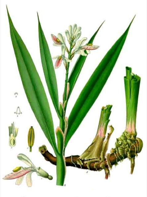 Ilustración botánica de Alpinia officinarum