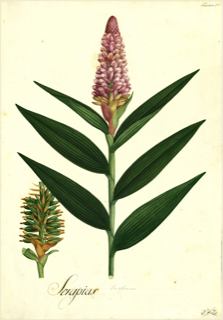 Ilustración de Colonia