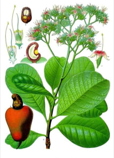 Ilustración de Marañón