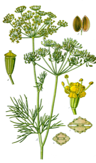 Ilustración de Anethum graveolens