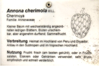 Ilustración botánica de Chirimoya