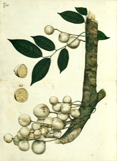 Ilustración de Anona