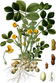 Cacahuate