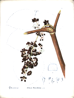 Aralia racemosa