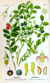 Ilustración de Arándano