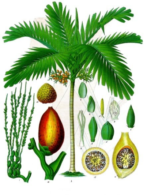 Ilustración botánica de Areca catechu
