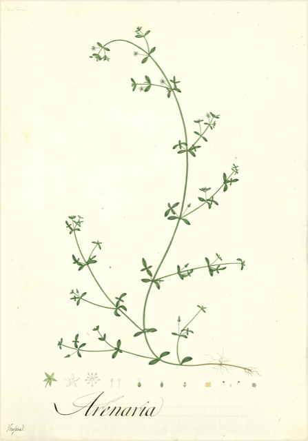 Ilustración botánica de Arenaria lanuginosa