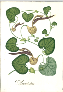 Ilustración botánica de Flor de pato