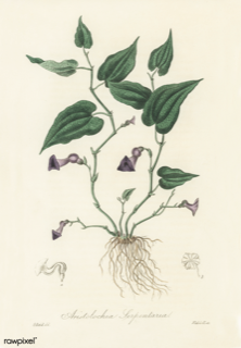 Ilustración de Guaco