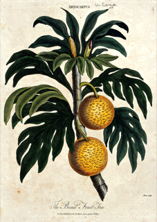 Ilustración de Árbol del pan