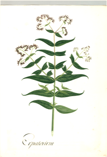 Asclepias syriaca