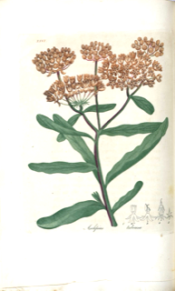 Asclepias tuberosa