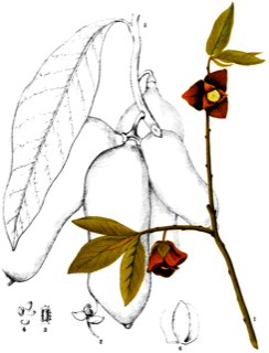 Asimina triloba