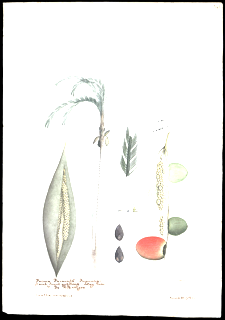 Ilustración de Pejibaye