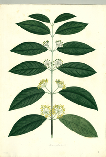 Ilustración de Chagropanga