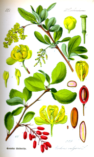 Ilustración de Berberina