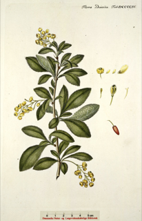 Ilustración botánica de Berberis