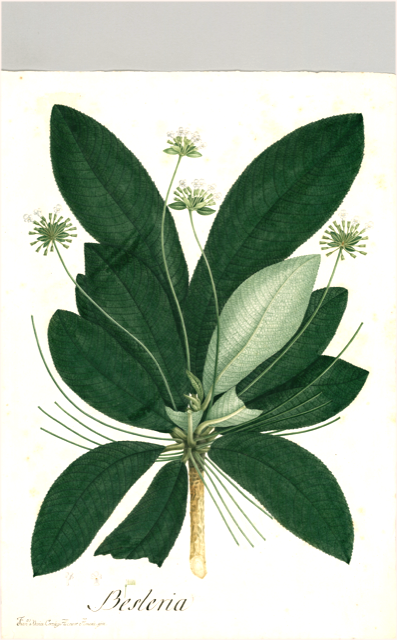 Ilustración botánica de Besleria aggregata