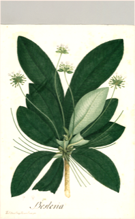 Ilustración botánica de Besleria aggregata