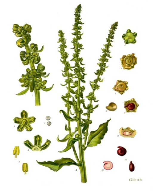 Ilustración botánica de Beta vulgaris