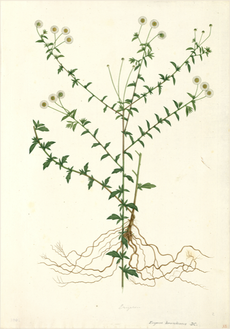 Ilustración botánica de Bidens pilosa