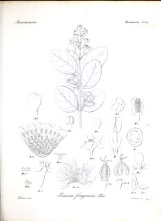 Ilustración de Boldo