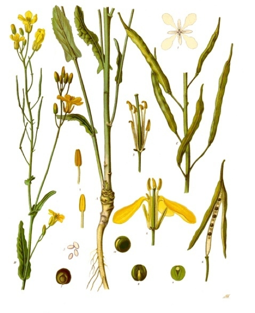 Ilustración botánica de Brassica napus