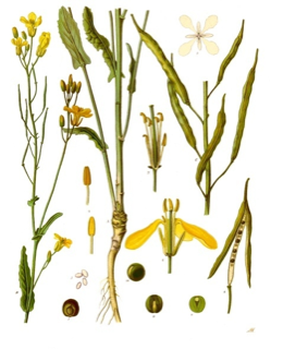 Ilustración botánica de Brassica