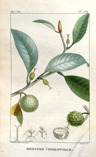 Ilustración de Ramón
