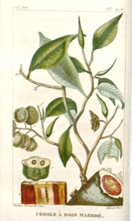Ilustración de Palo de sangre