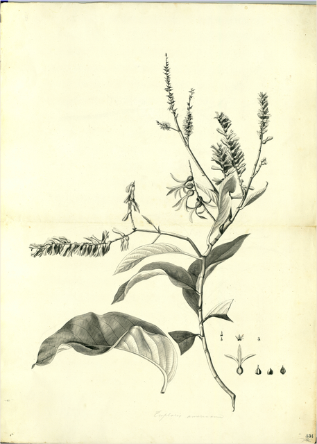 Ilustración botánica de Buddleja globosa