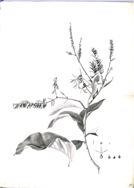 Ilustración botánica de Buddleja incana