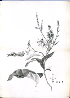 Ilustración de Buddleja incana