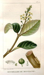 Ilustración de Nance