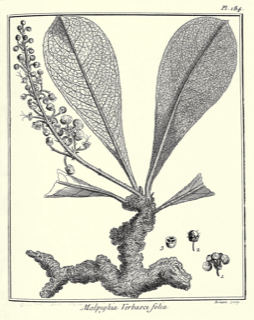 Ilustración de Murici