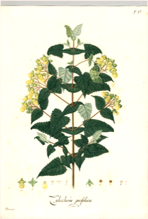 Ilustración botánica de Calceolaria cuneiformis