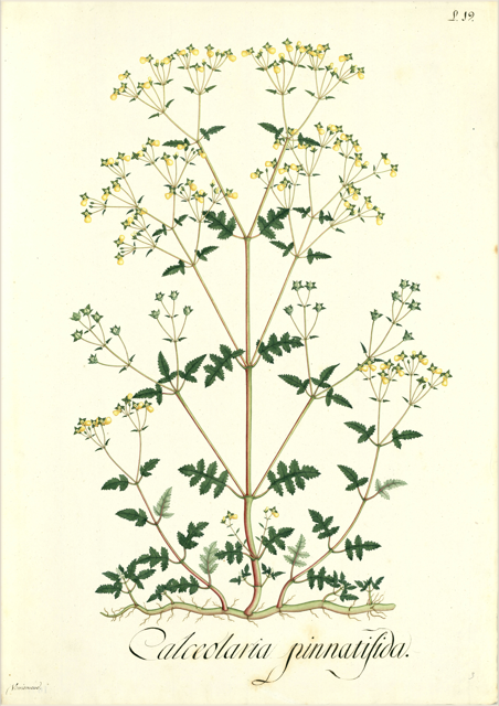 Ilustración botánica de Calceolaria deflexa
