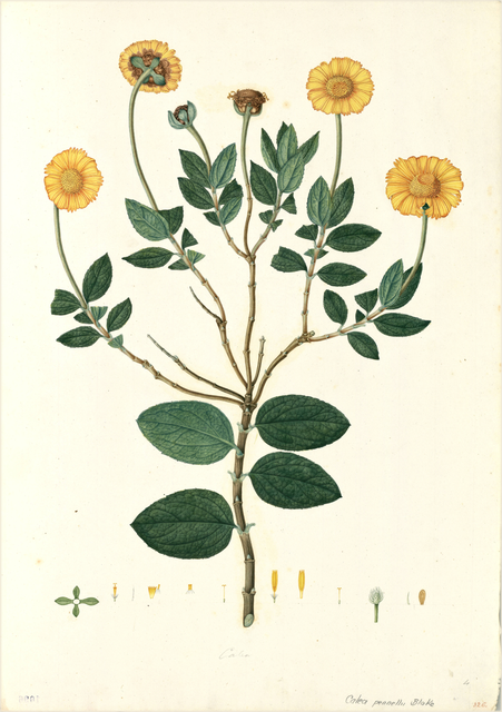 Ilustración botánica de Calceolaria engleriana