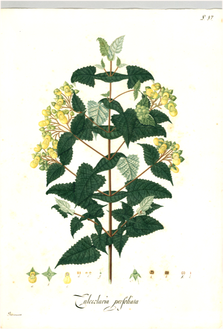 Ilustración botánica de Calceolaria integrifolia