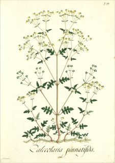 Ilustración botánica de Calceolaria lobata