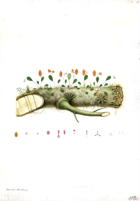 Ilustración botánica de Calceolaria tripartita