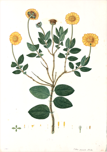 Ilustración botánica de Calceolaria undulata